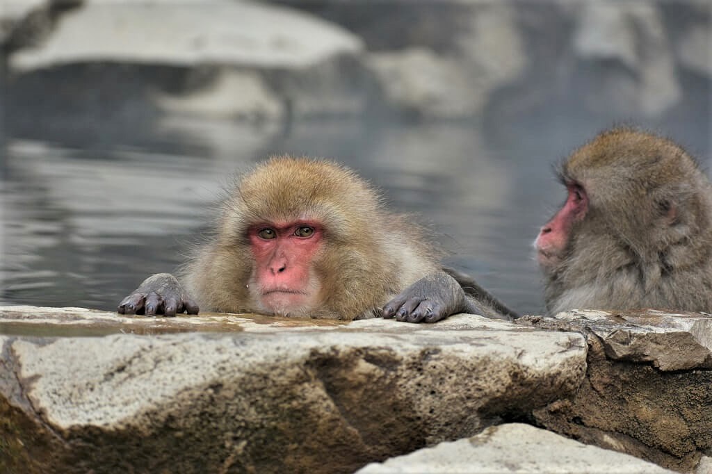 Snow monkeys in Jigokudani Park 
