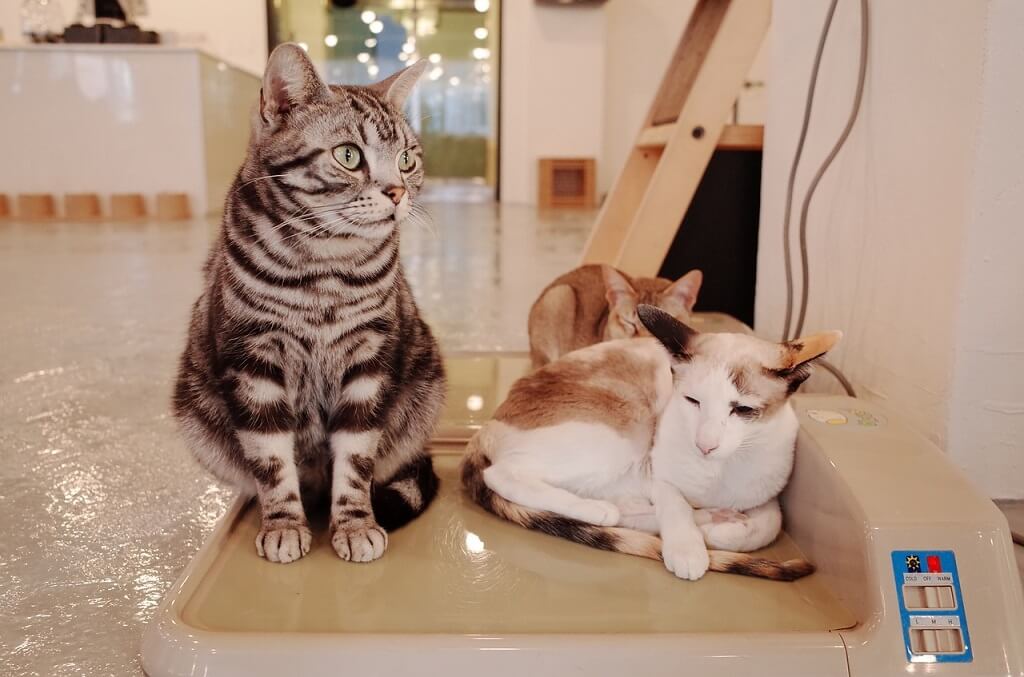 Playing with Cats at a cat cafe in Tokyo is one of the fun experiences in Japan