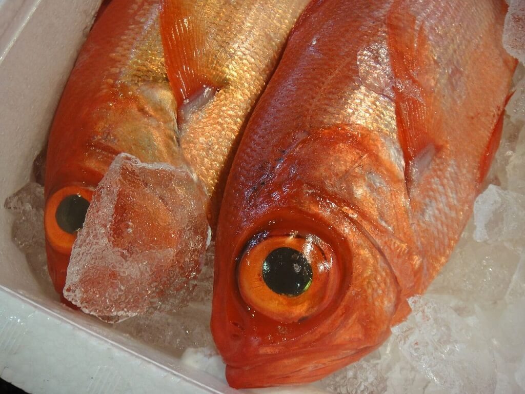 Fish at the Tsukiji market 
