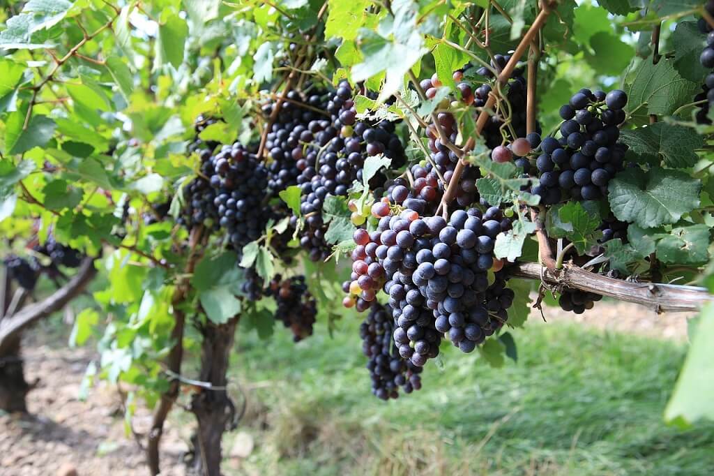 grapes in the Mendoza wine region