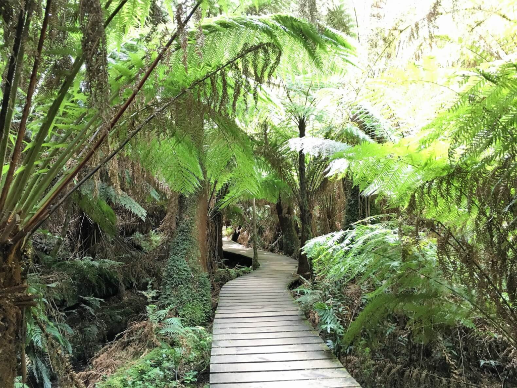 The rain forests of New Zealand are a great stop on your Australia and New Zealand itinerary