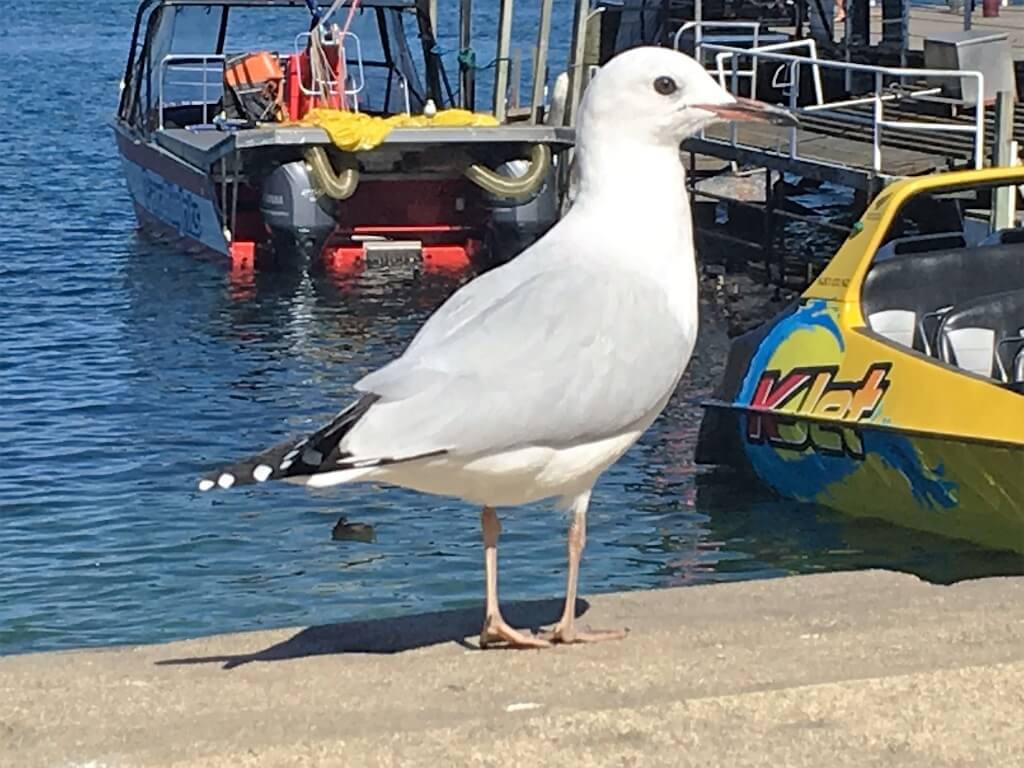 A seagull on a dock in New Zealand