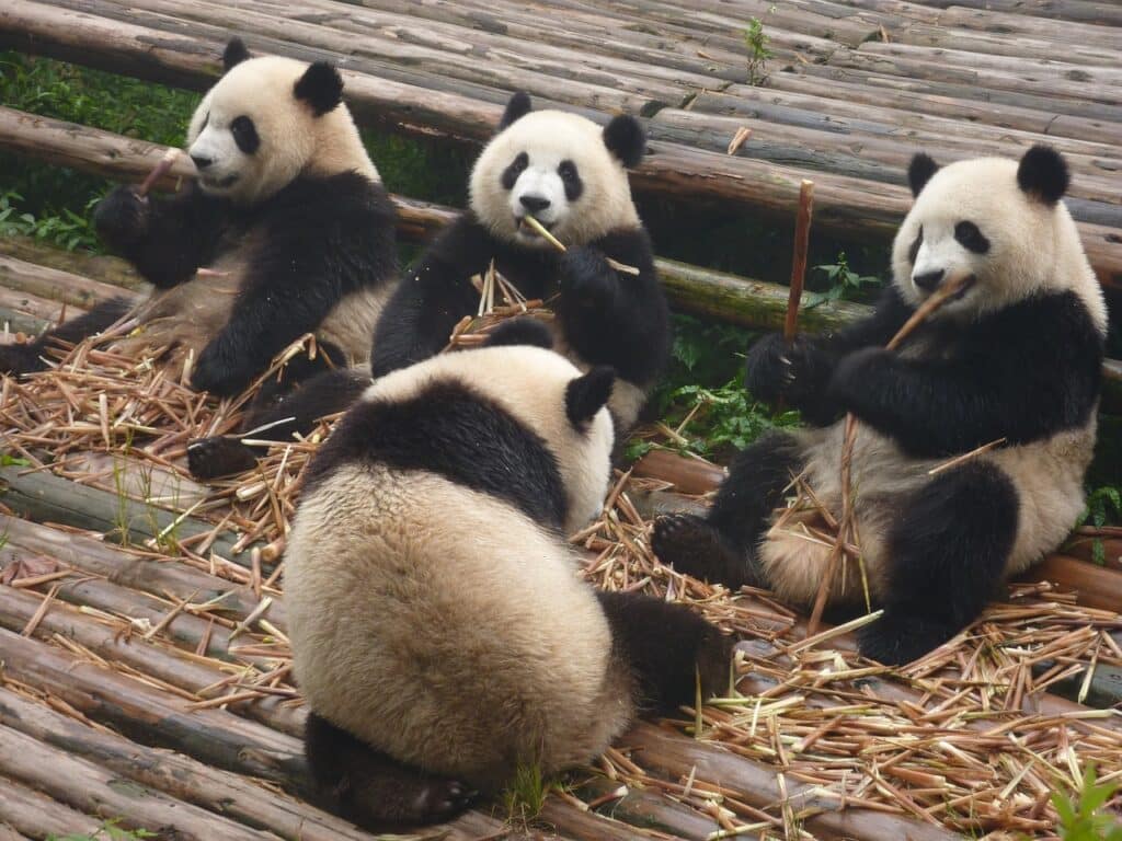 Beijing is famous for its pandas at the Beijing zoo. 
