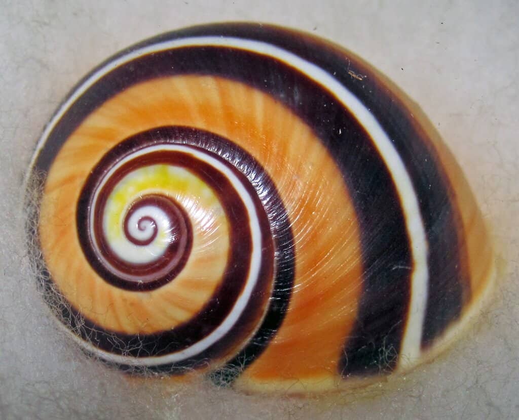 The colorful shell of the Polimita Picta, one of the animals native to Cuba