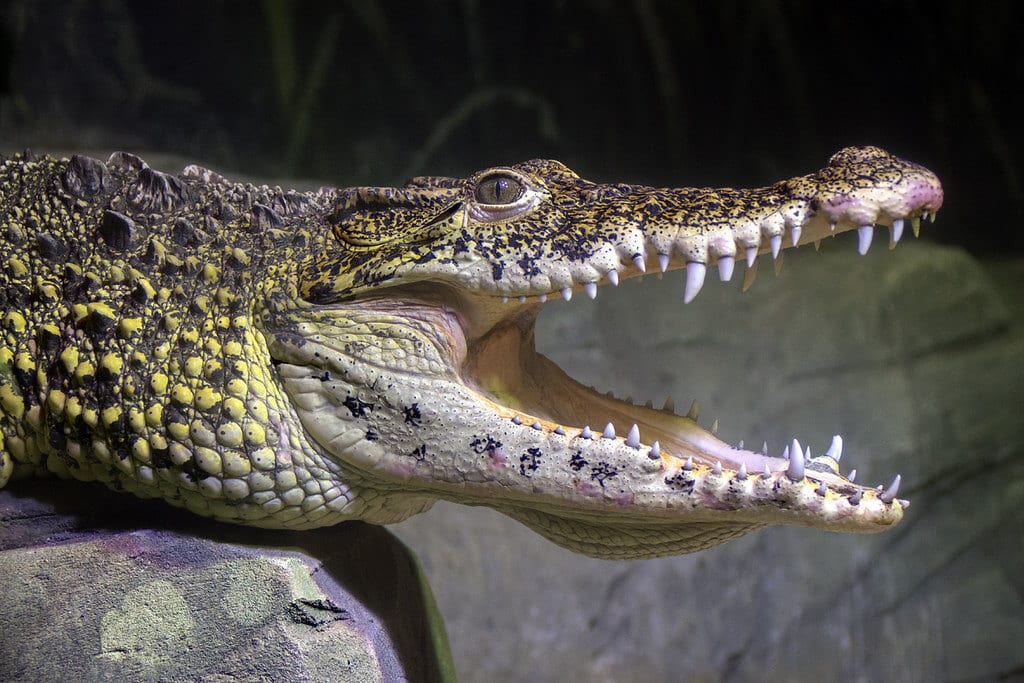 A Cuban crocodile one of Cuba's native animals
