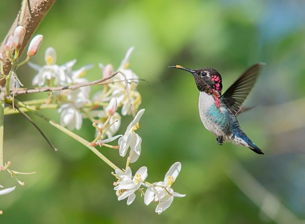 The Cuban hummingbird, native to Cuba