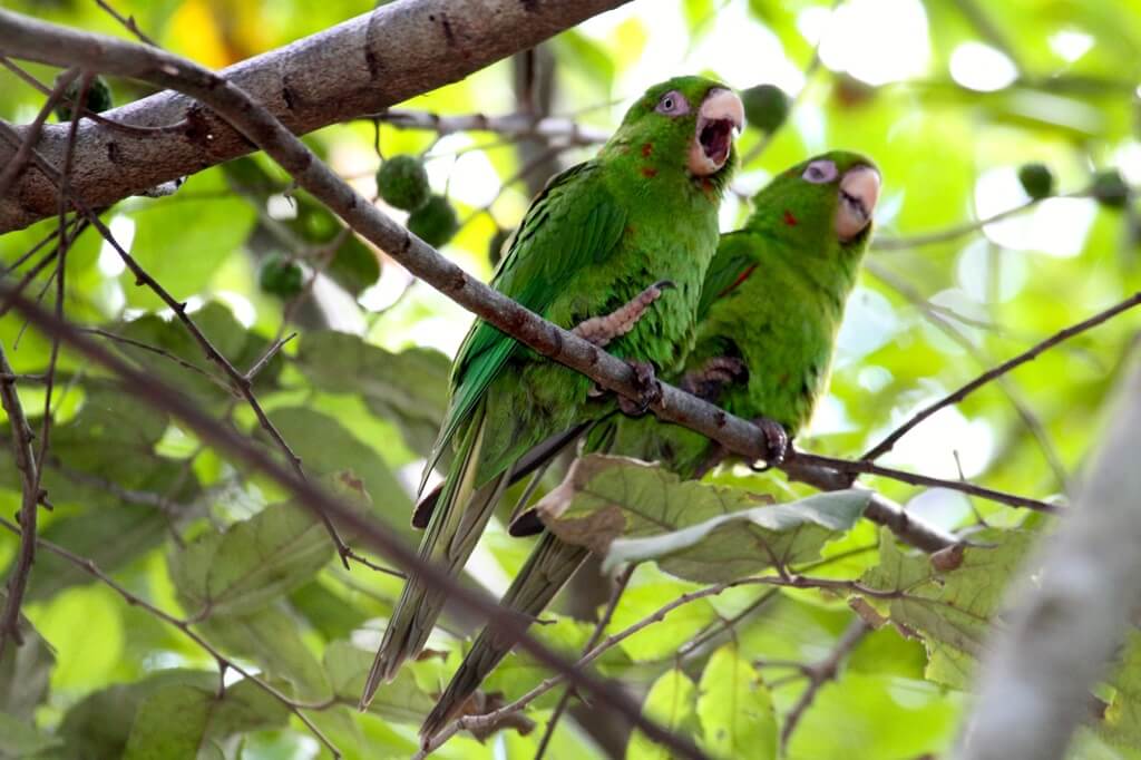 two Cuban parakeets
