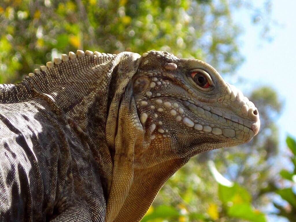 A Cuban rock lizard, one of the animals native to Cuba