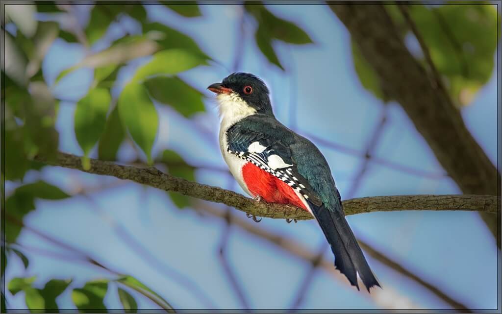 The Trogon, Cuba's national bird, native to Cuba