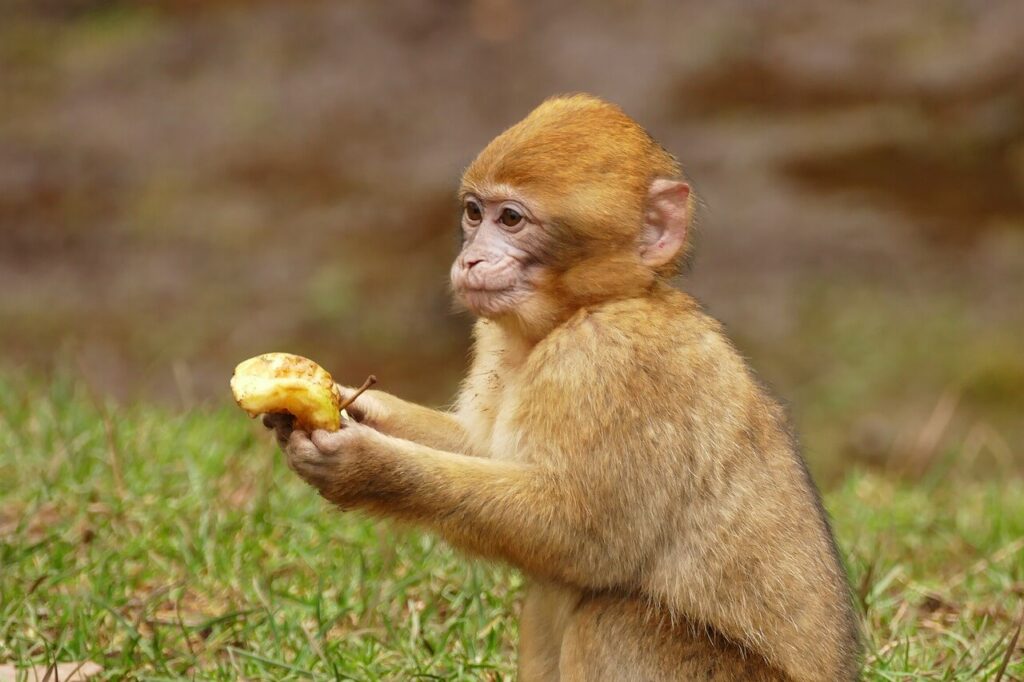 A monkey with fruit is cute but ca be dangerous