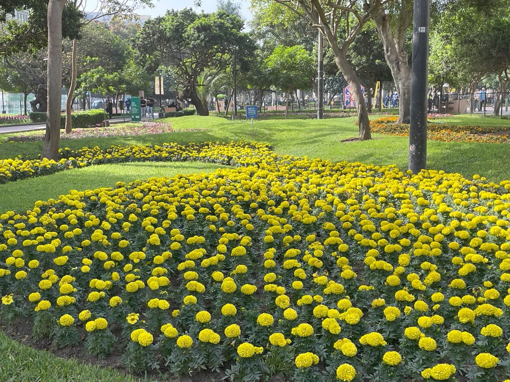 Flower bed in Lima's cat park