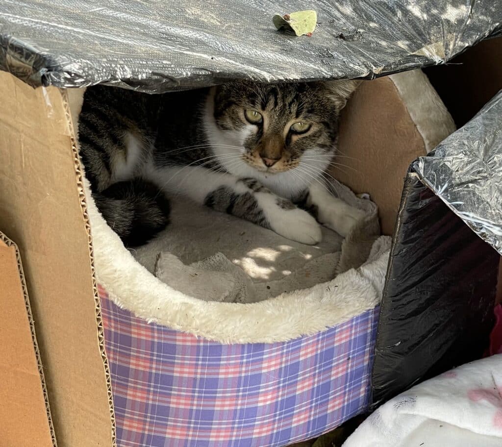 Hidden cat in Lima's cat park