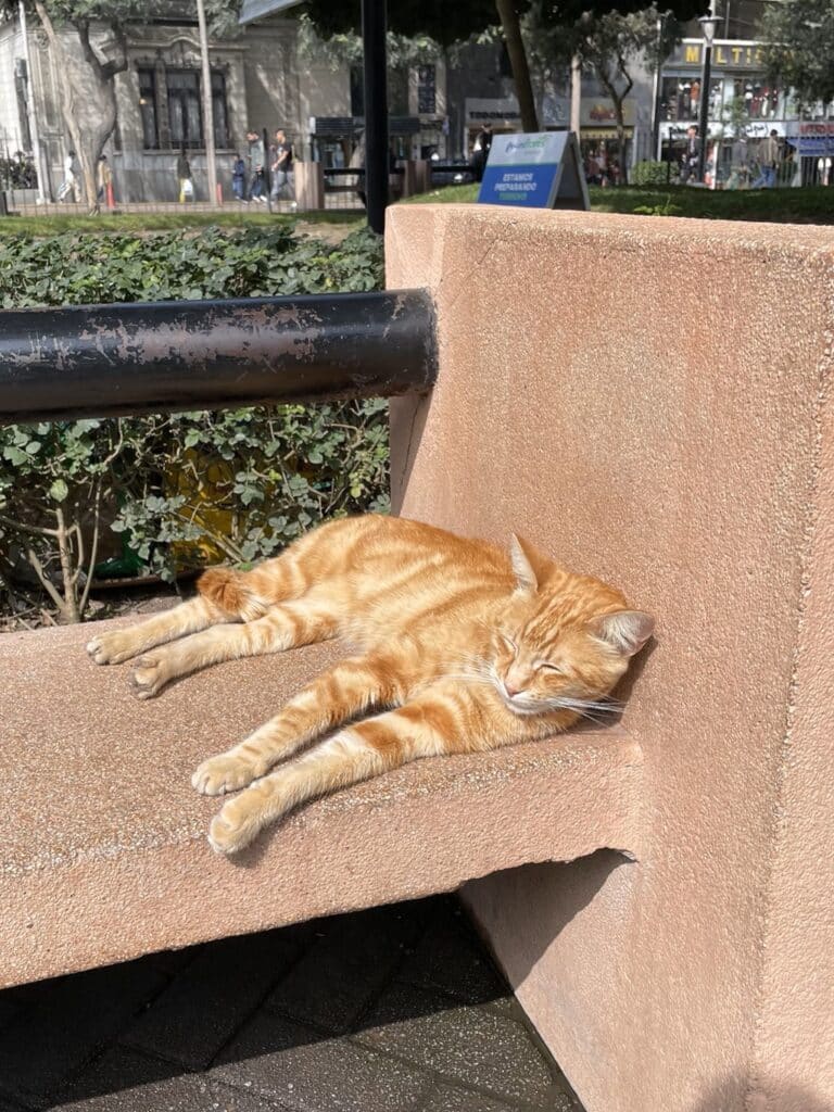 Sleeping cat in Lima's Cat park