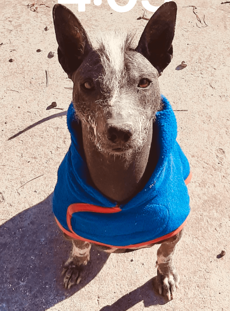 The Peruvian hairless dog is one of the most interesting things in unique Peru