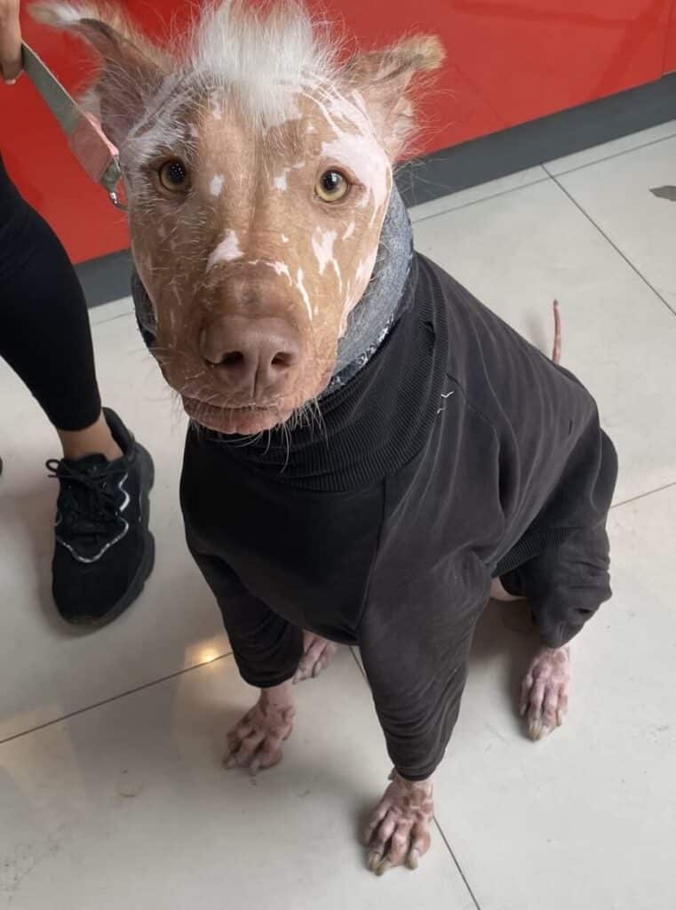 The Peruvian hairless dog is one of the most interesting things in Peru