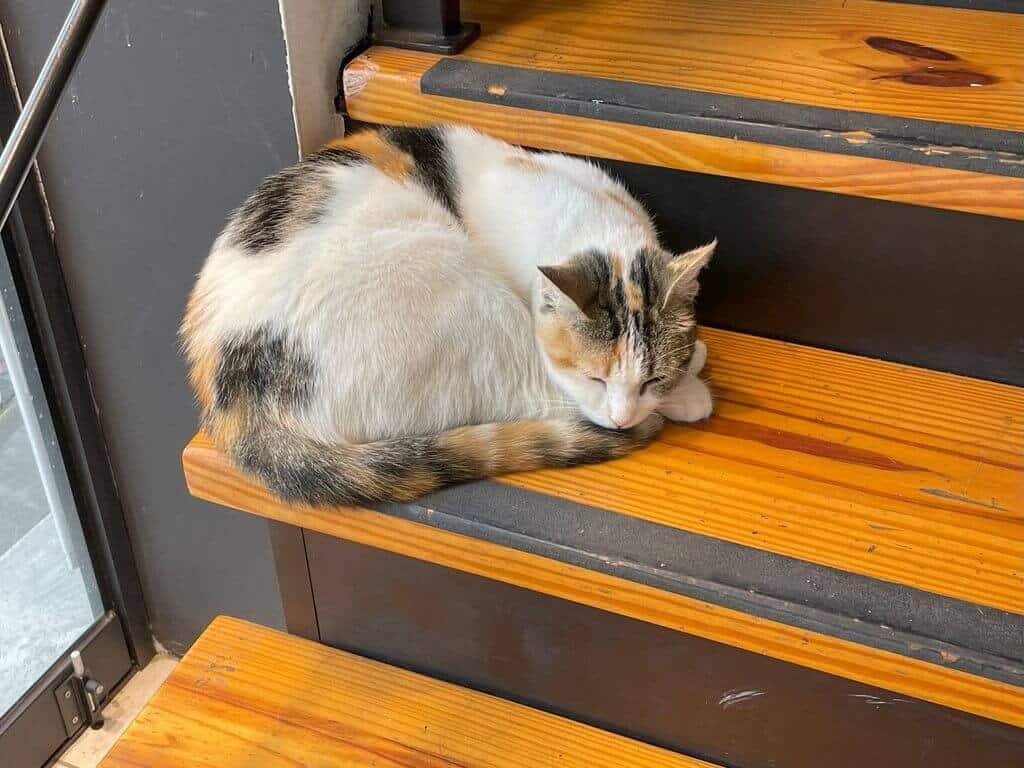 Sleeping cat in Lima's cat park