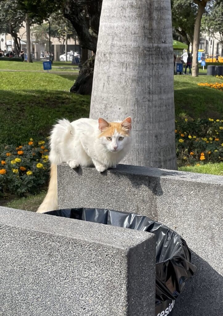 Cat in Lima's cat park