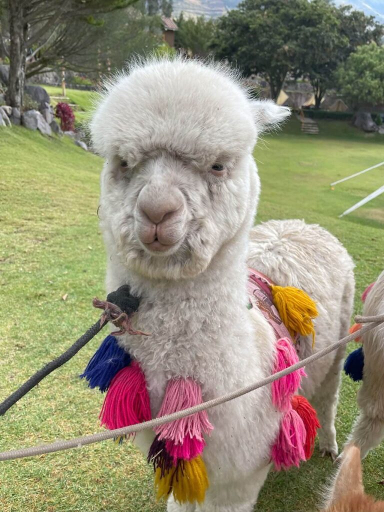 A baby llama