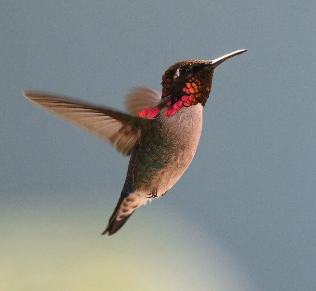 The Cuban humingbird