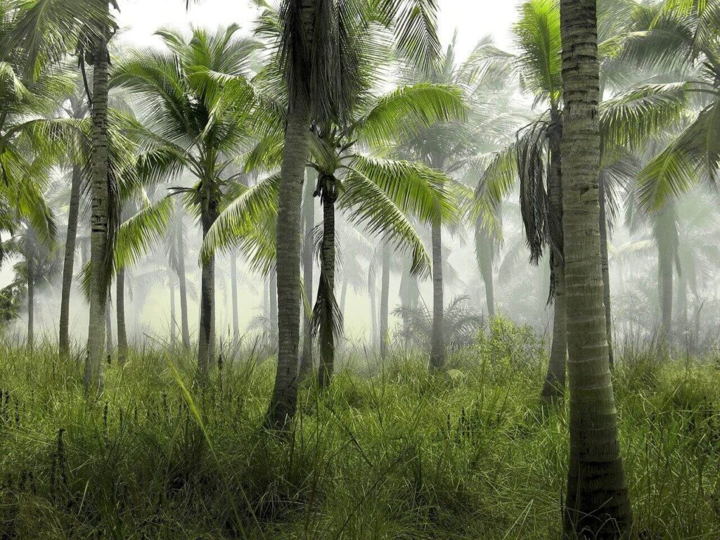 Palm trees in the mist