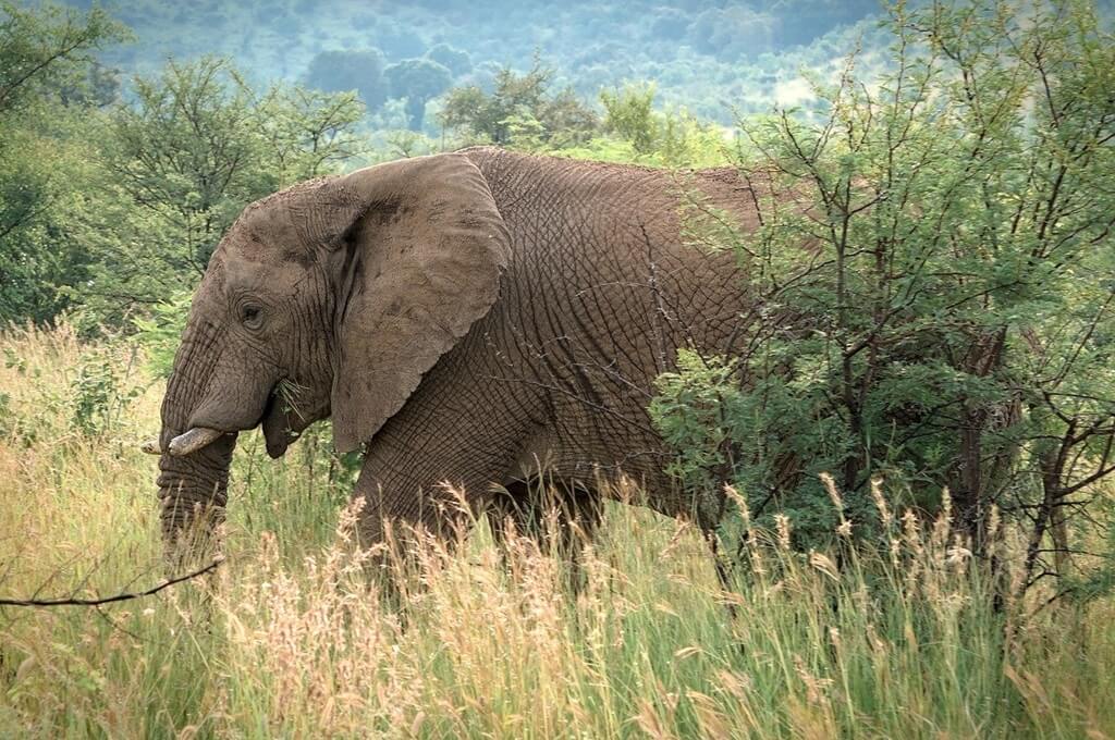 Elephant safaris in Africa