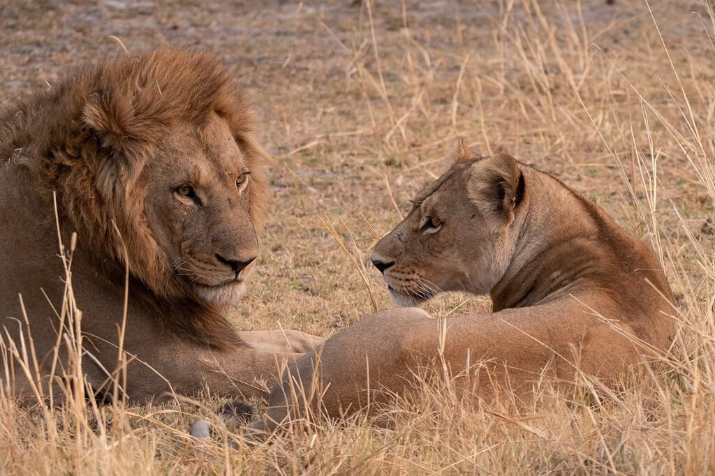 Lions on the African plains