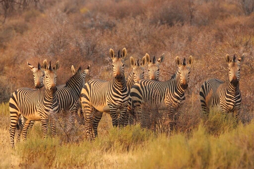 Zebras on safari