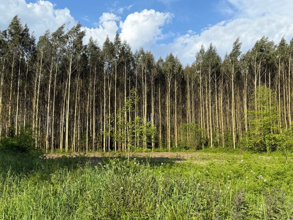 a pine forest