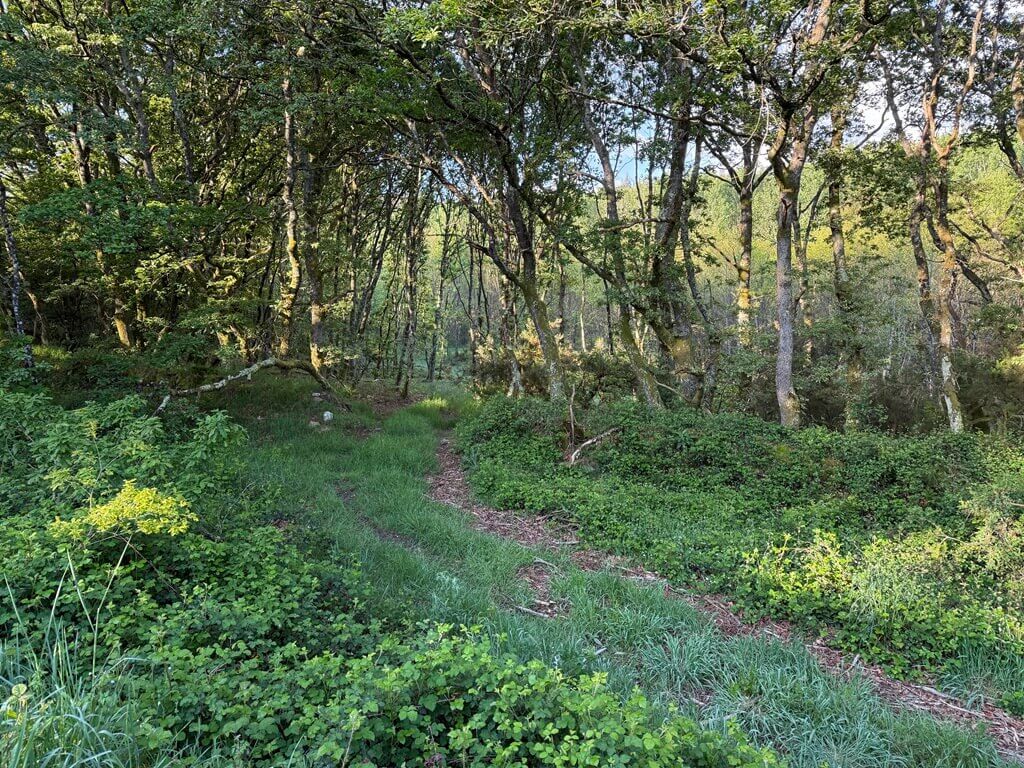 Thick forest on the Camino de Santiago