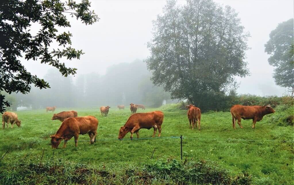 Cows in a pasture on the Camino de Santiago