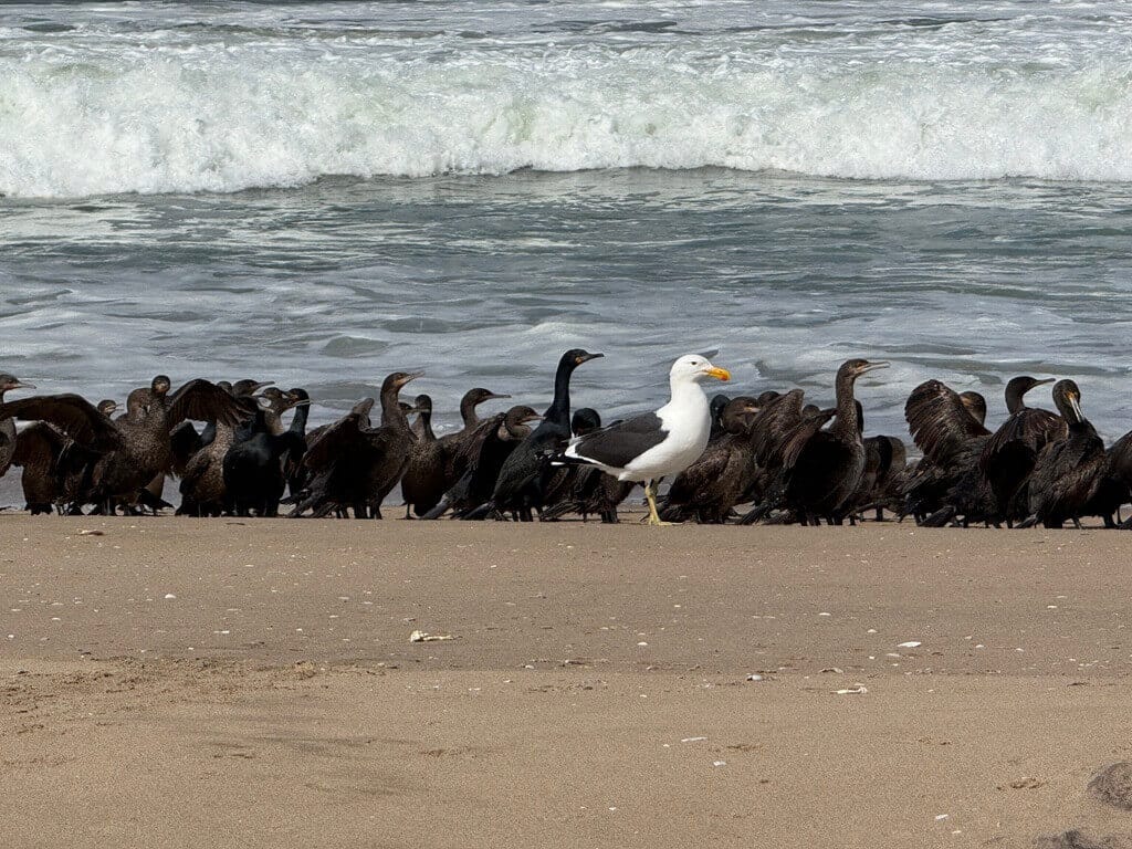 Seagulls on Walvis Bay