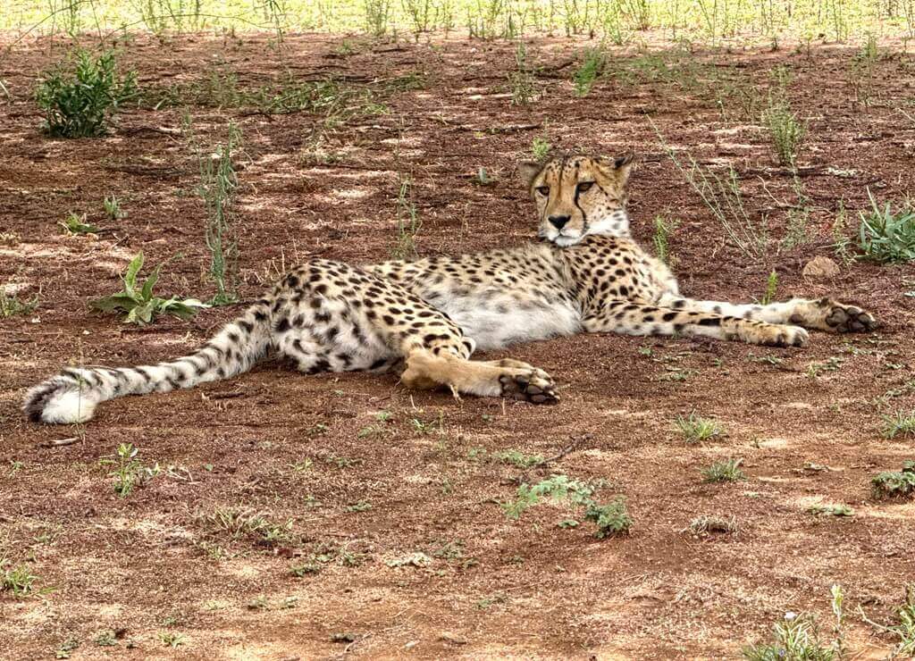 A cheetah at the Cheetah Conservation project