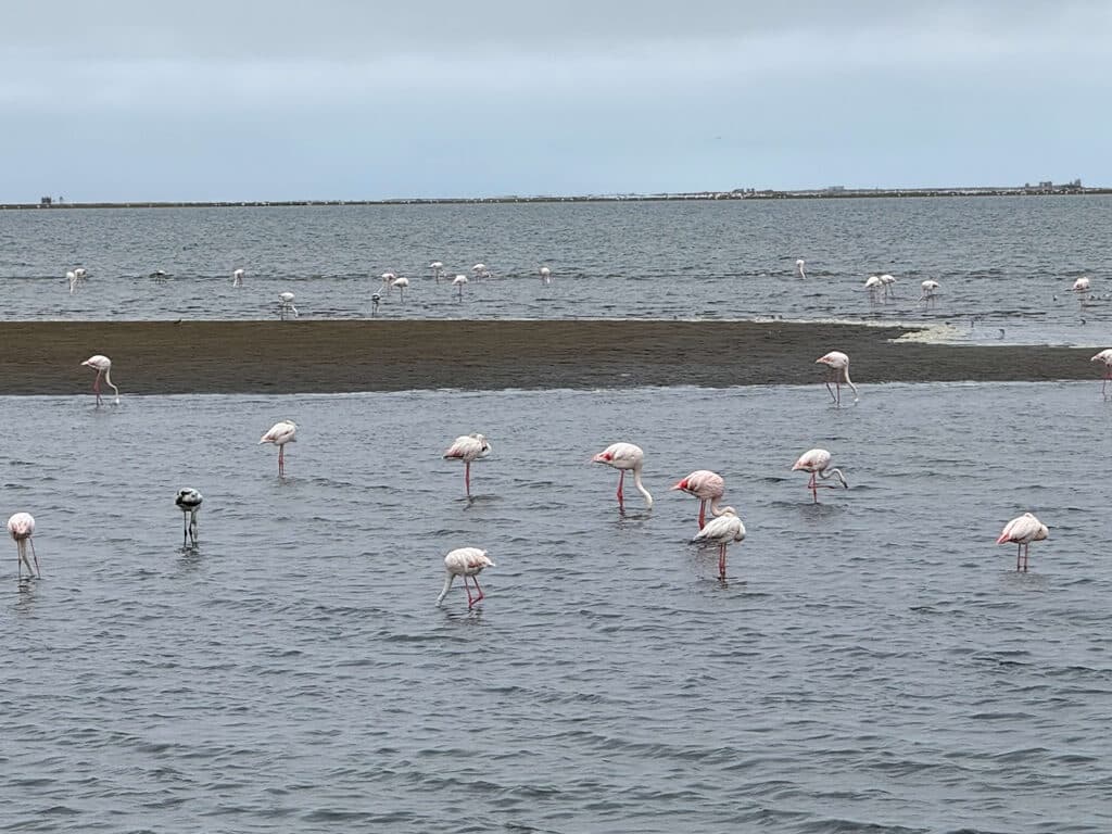 Flamingos on Walvis Bay