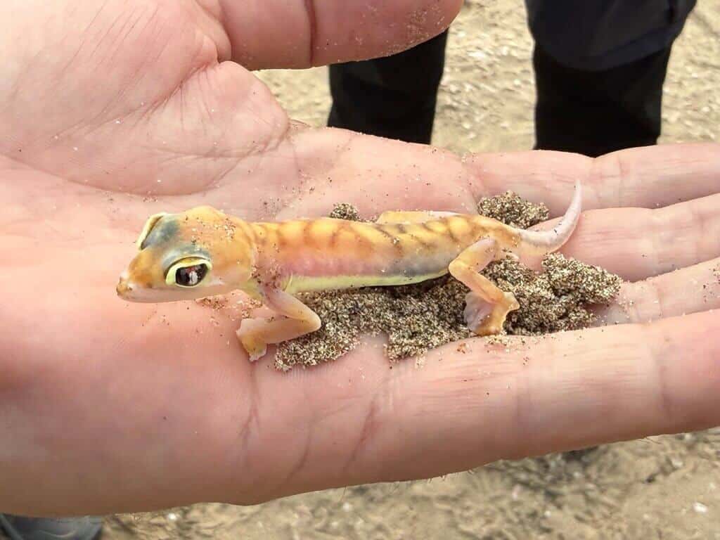 Transparent gecko