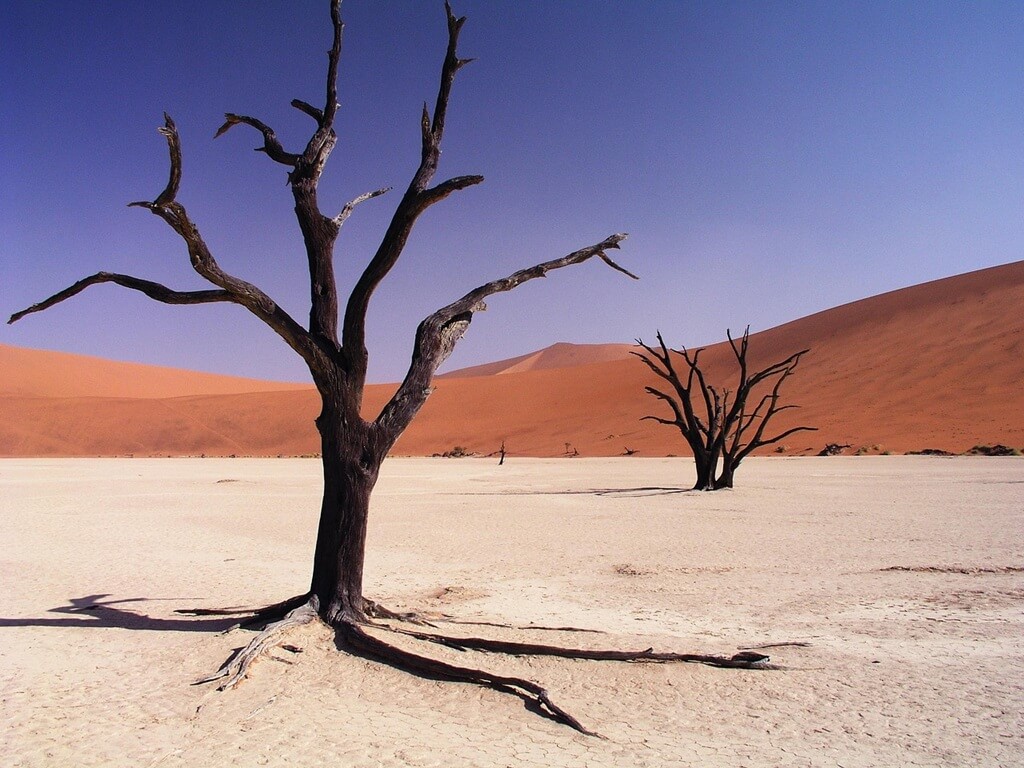 dry trees in Namiba