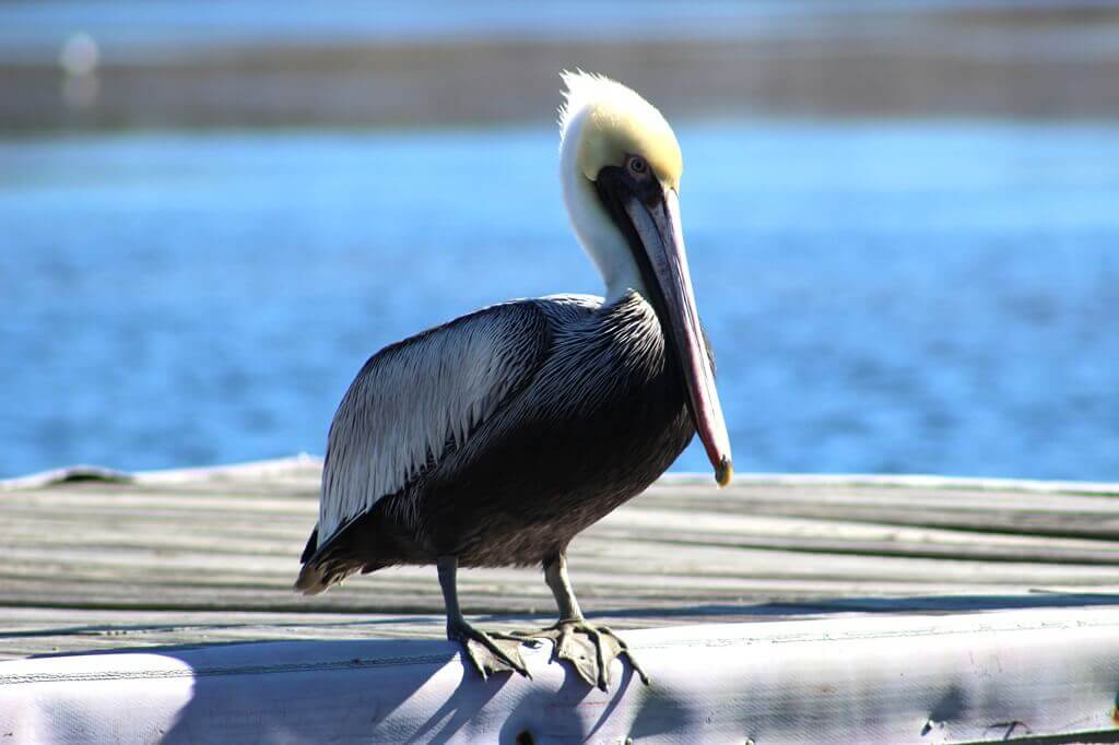 A pelican. Seeing wildlife is one of the best things to do in Saint Augustine.