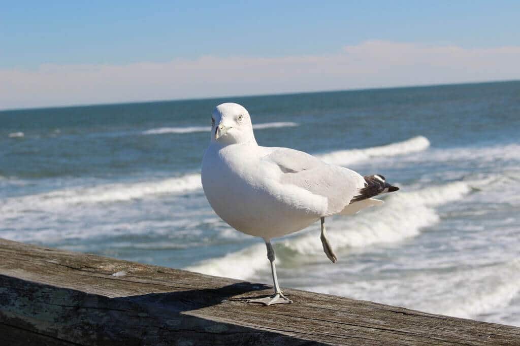 Seeing local wildlife is one of the best things to do in Saint Augustine.
