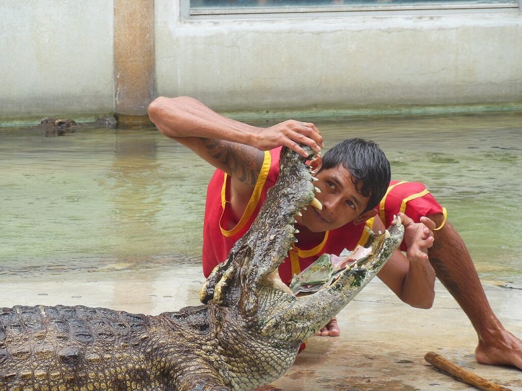 A man putting his head in an alligator's mouth